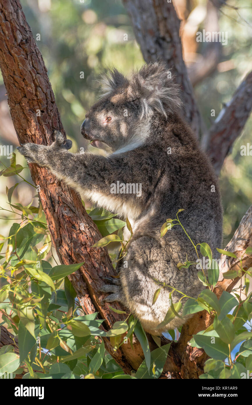 Il Koala bear seduto in una struttura gommosa, Australia Foto Stock