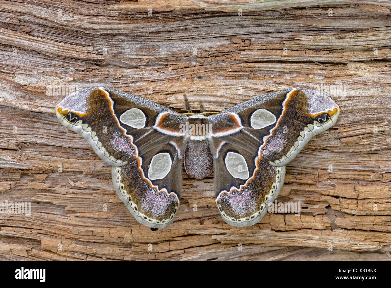 Forbes Silkmoth (Rothschildia lebeau forbesi) femmina adulta sul log. Nota la grande ialina chiaro (Windows) sulle ali. Foto Stock