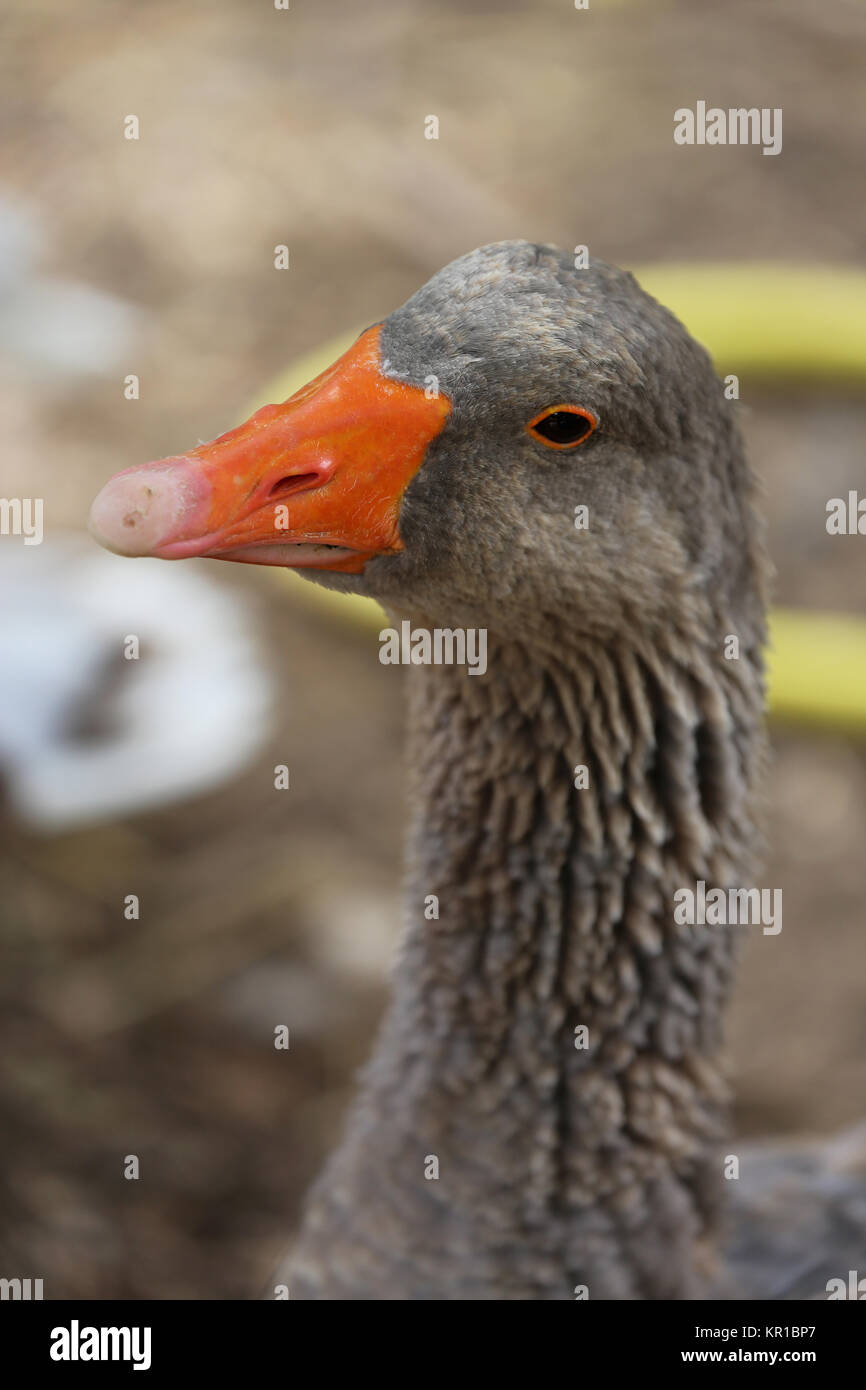 Oca Graylag ritratto Foto Stock