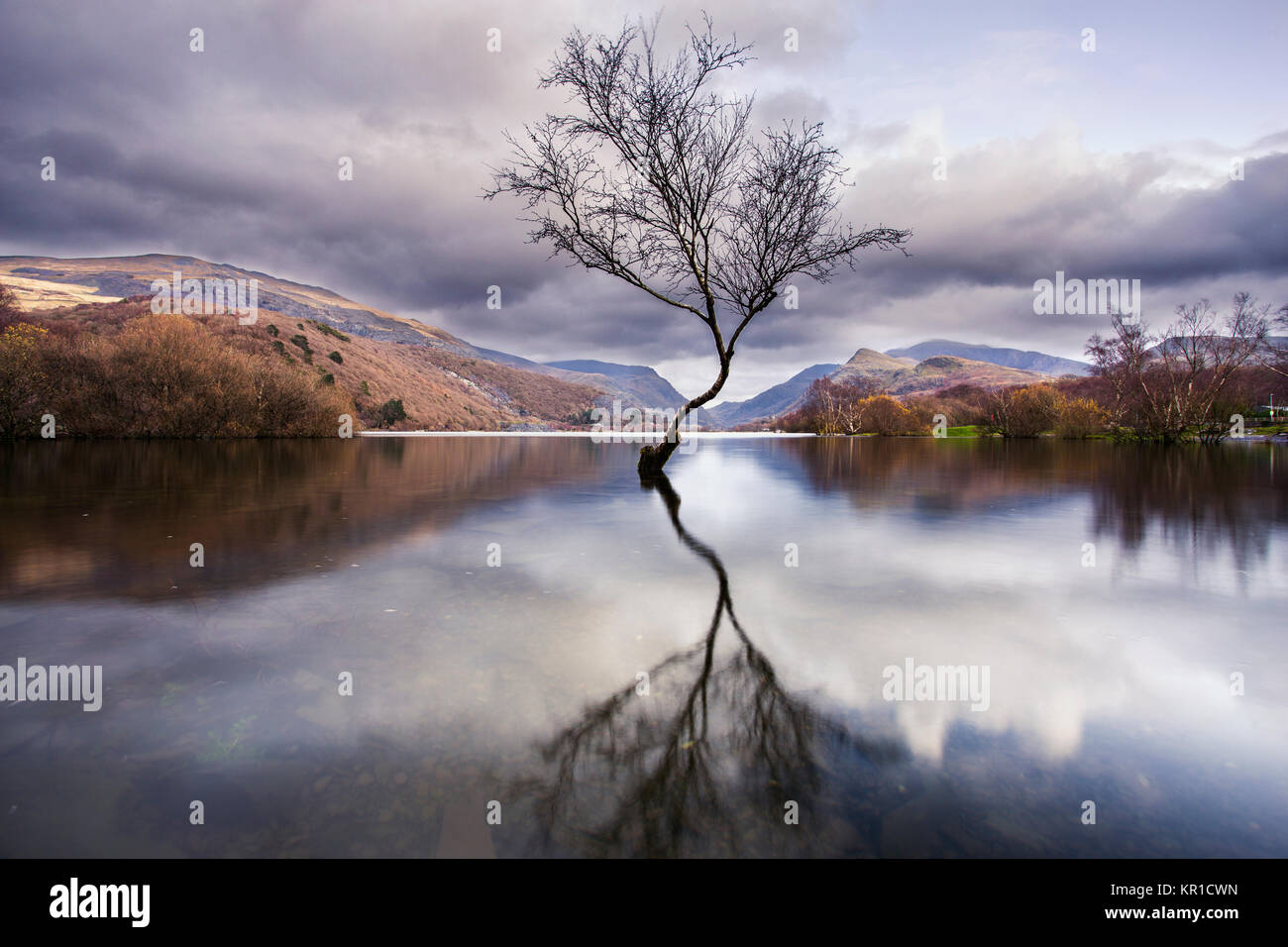 Lone Tree sul Llyn Padarn vicino la Dinorwig power station, il Galles del nord Foto Stock
