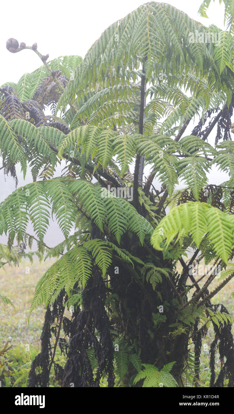 Endemico Galápagos tree fern (Cyathea weatherbyana). Sierra Negra, Isabela, Galapagos, Ecuador. Foto Stock