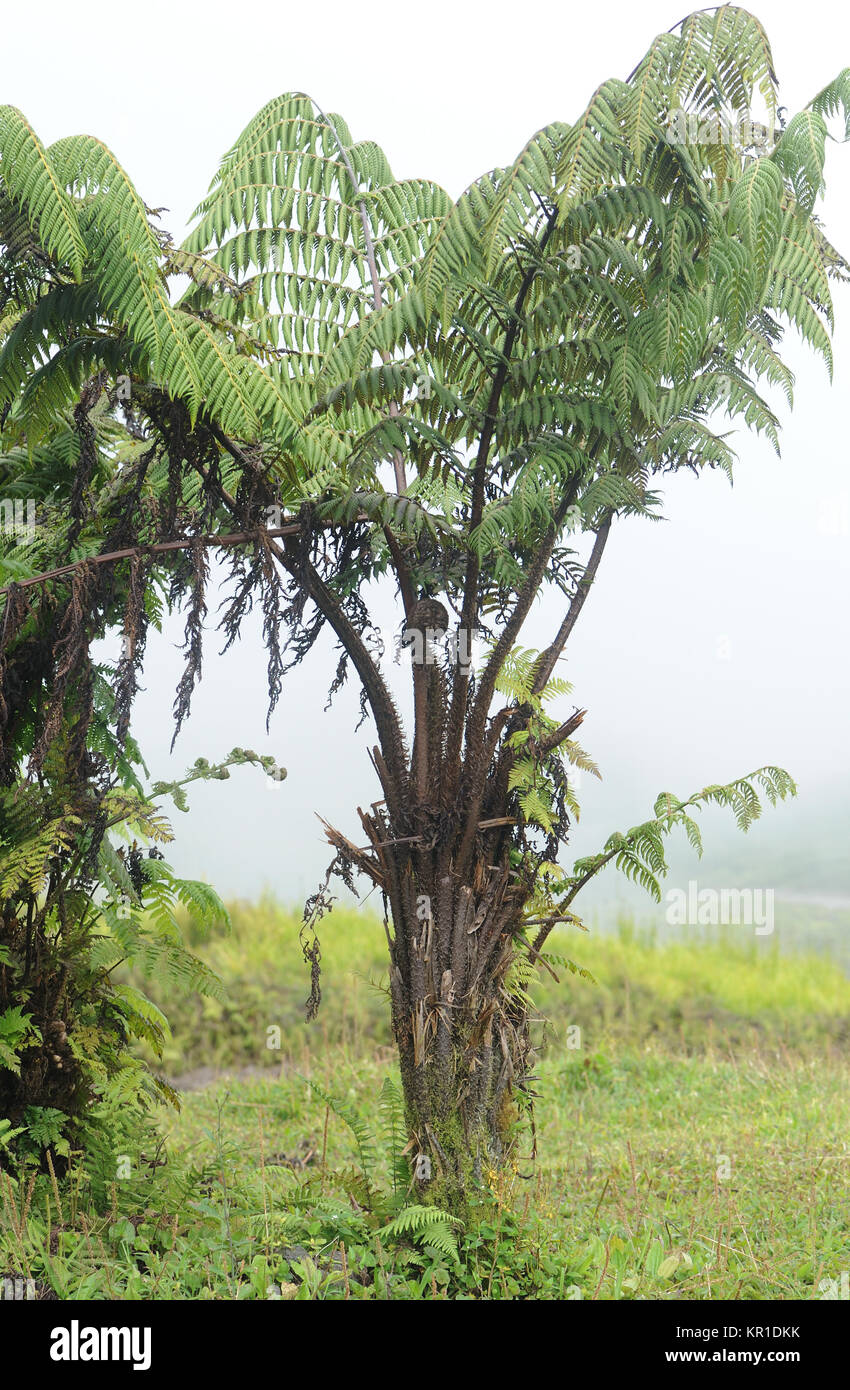 Endemico Galápagos tree fern (Cyathea weatherbyana). Sierra Negra, Isabela, Galapagos, Ecuador. Foto Stock