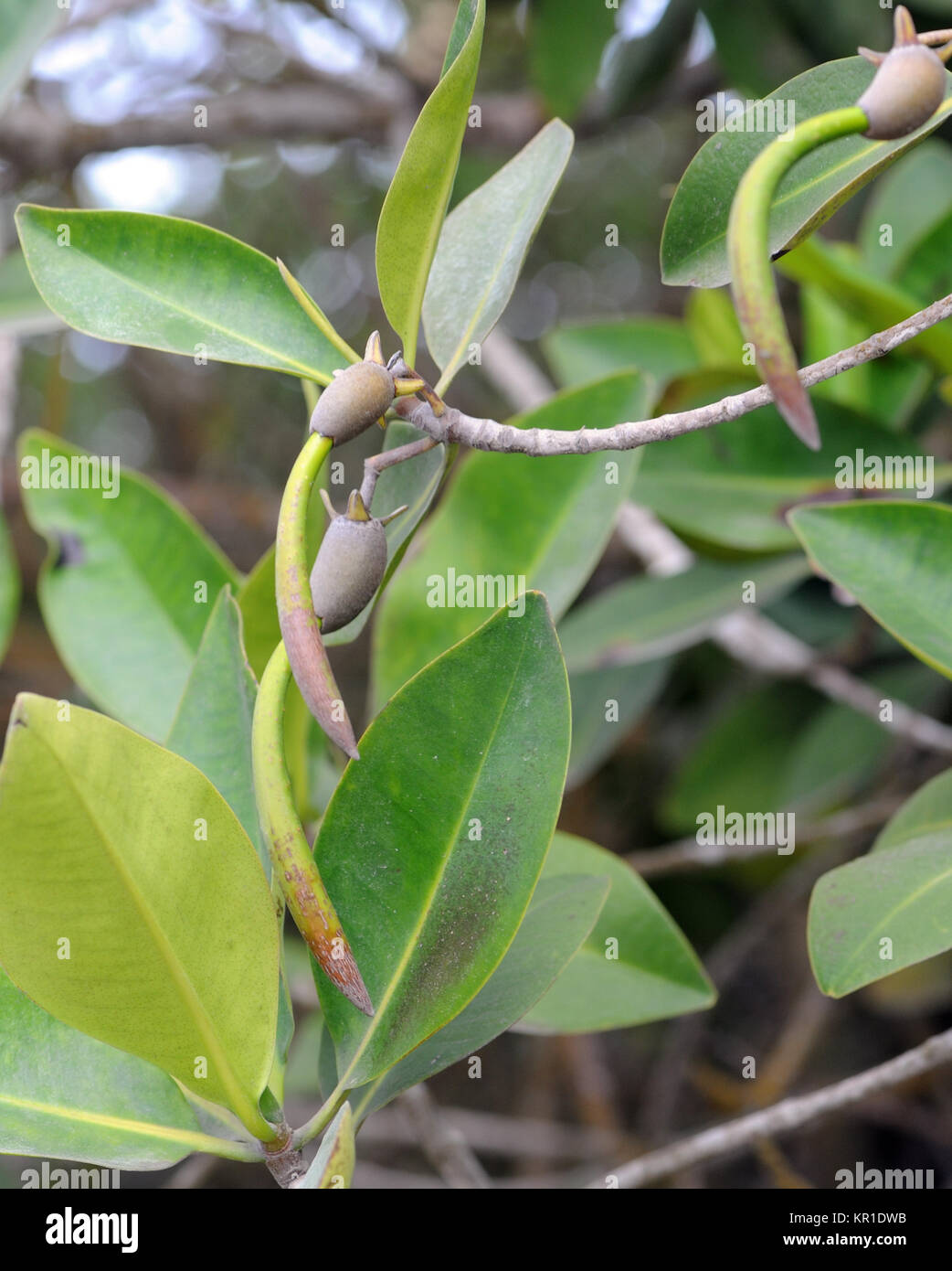 Mangrovia rossa (Rhizophora mangle) propagoli con ipocotili appeso al di sotto del corpo fruttifero. Playa Isabela, Puerto Villamil, Isabela, Galapagos, Ecuad Foto Stock