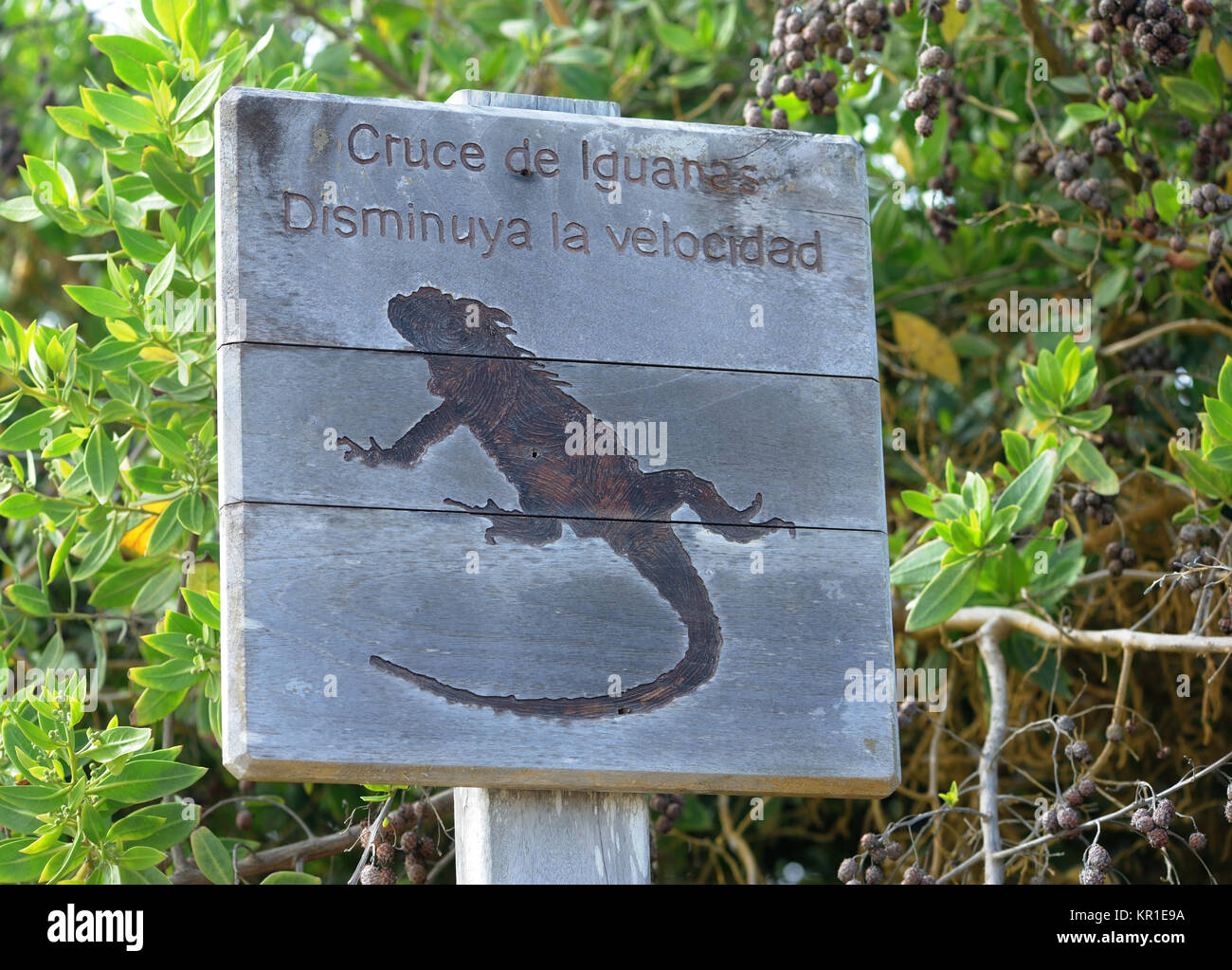 Un cartello stradale avvertimento "Cruce de Iguana Disminuya la velocidad' rallentare, iguana crossing. Puerto Villamil, Isabela, Galapagos, Ecuador. Foto Stock