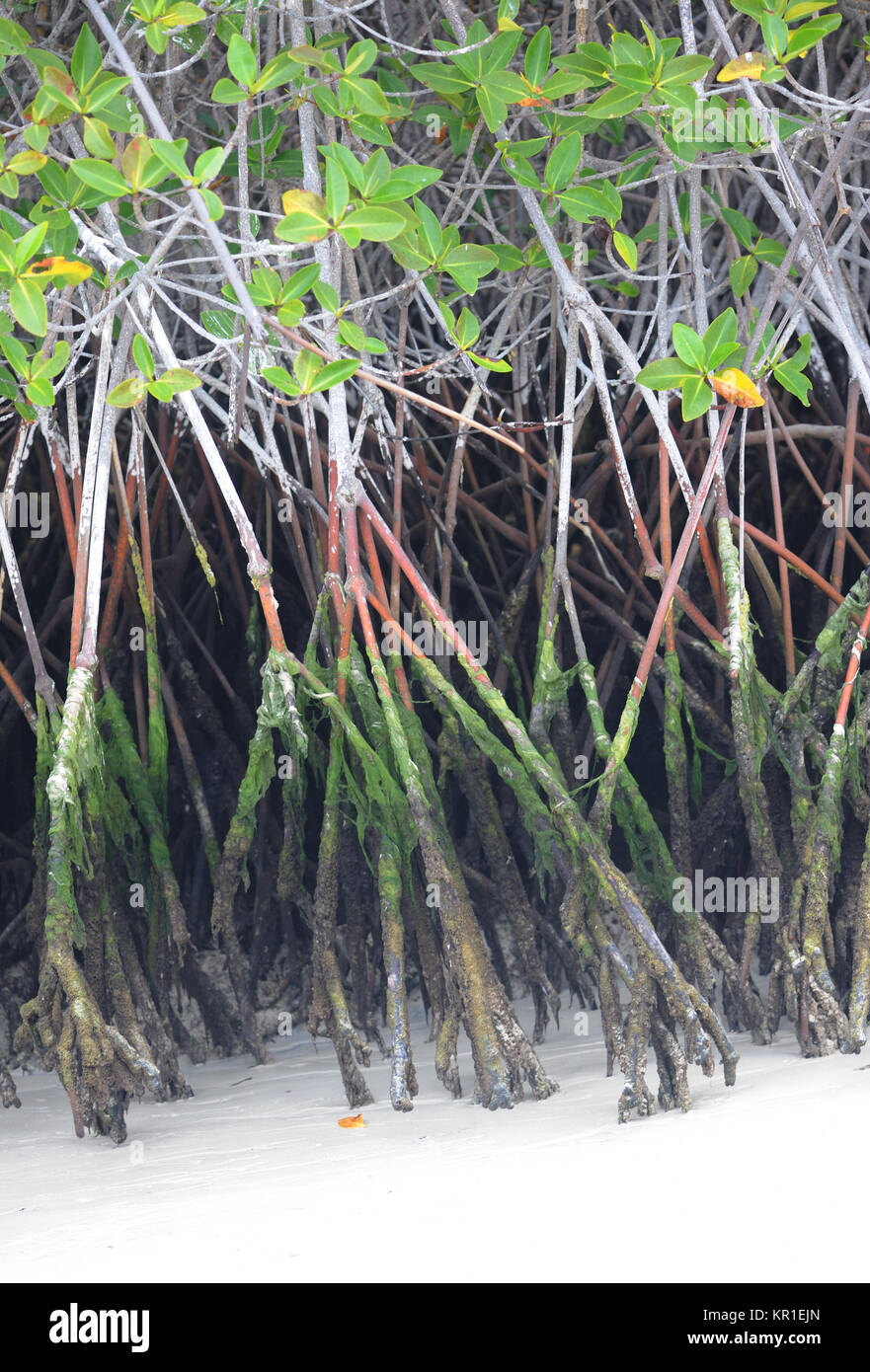 Radici di mangrovia rossa (Rhizophora mangle) immergersi nella sabbia bianca. Tortuga Bay. Puerto Ayora, Santa Cruz, Galapagos, Ecuador. Foto Stock