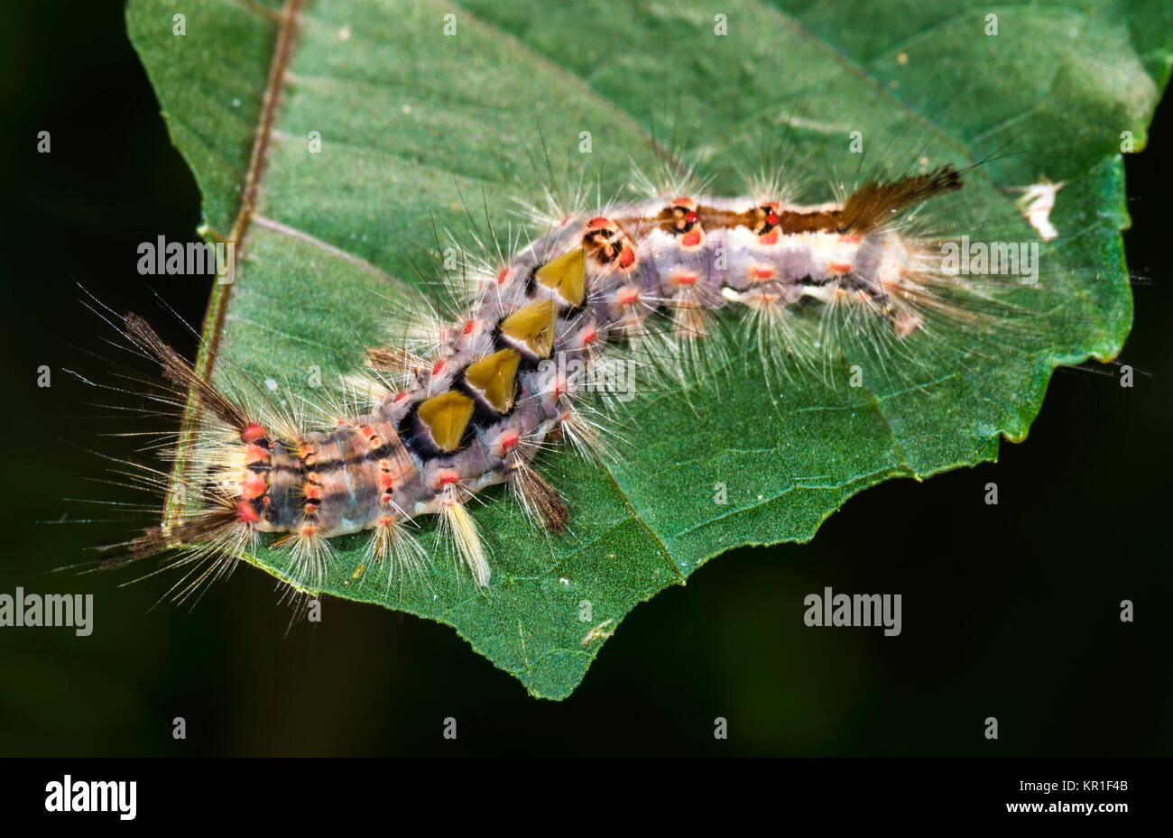 Butterfly caterpillar Foto Stock