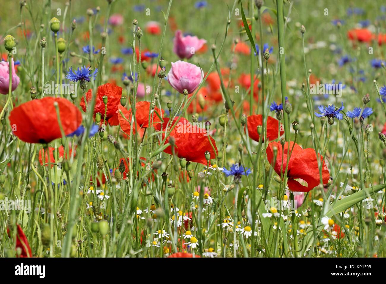 campo con papavero, gossip papavero, camomilla e fiori di mais Foto Stock