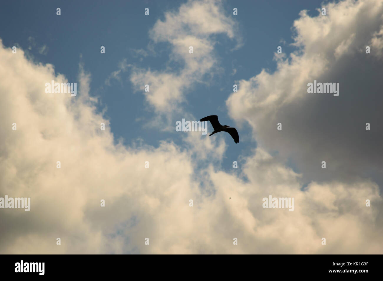 Silhouette di un uccello vola alto nel cielo Foto Stock