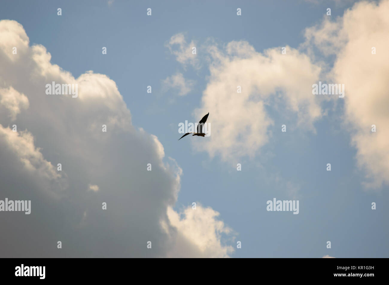 Uccello vola alto nel cielo verso il bianco delle nuvole Foto Stock