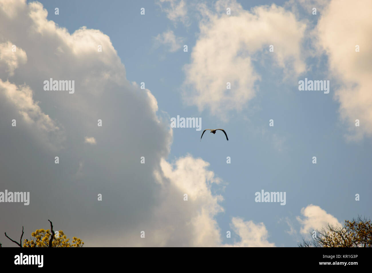 Bird con le alette verso il basso come si vola in cielo Foto Stock