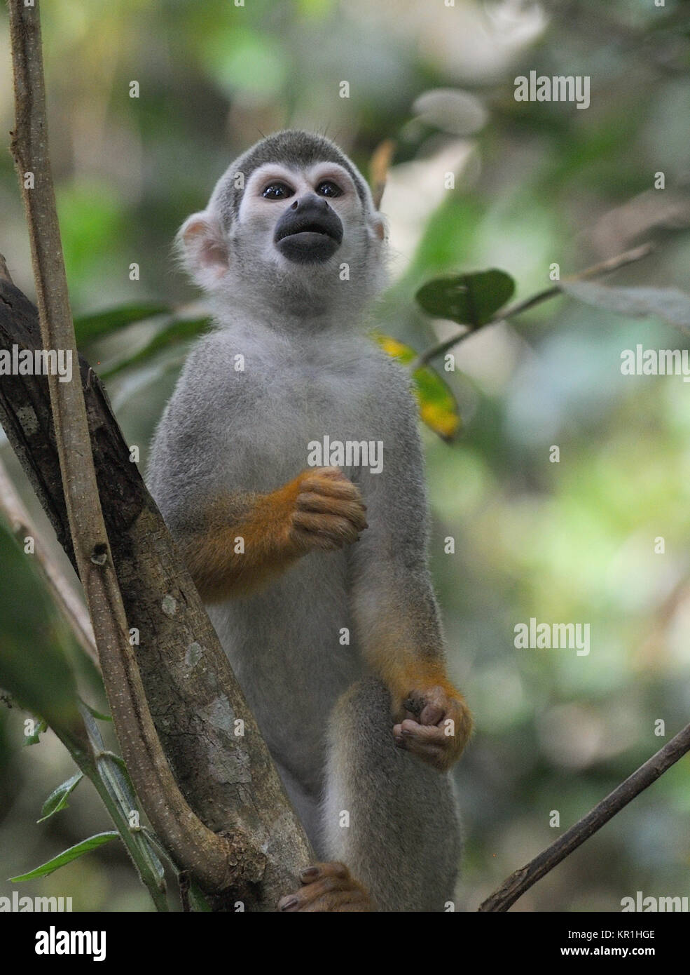 Un comune Scimmia di scoiattolo o sud americana di Scimmia di scoiattolo (Saimiri sciureus) Foraggi per il cibo nel treetops. Yasuni National Park, Amazon, Ecuador Foto Stock