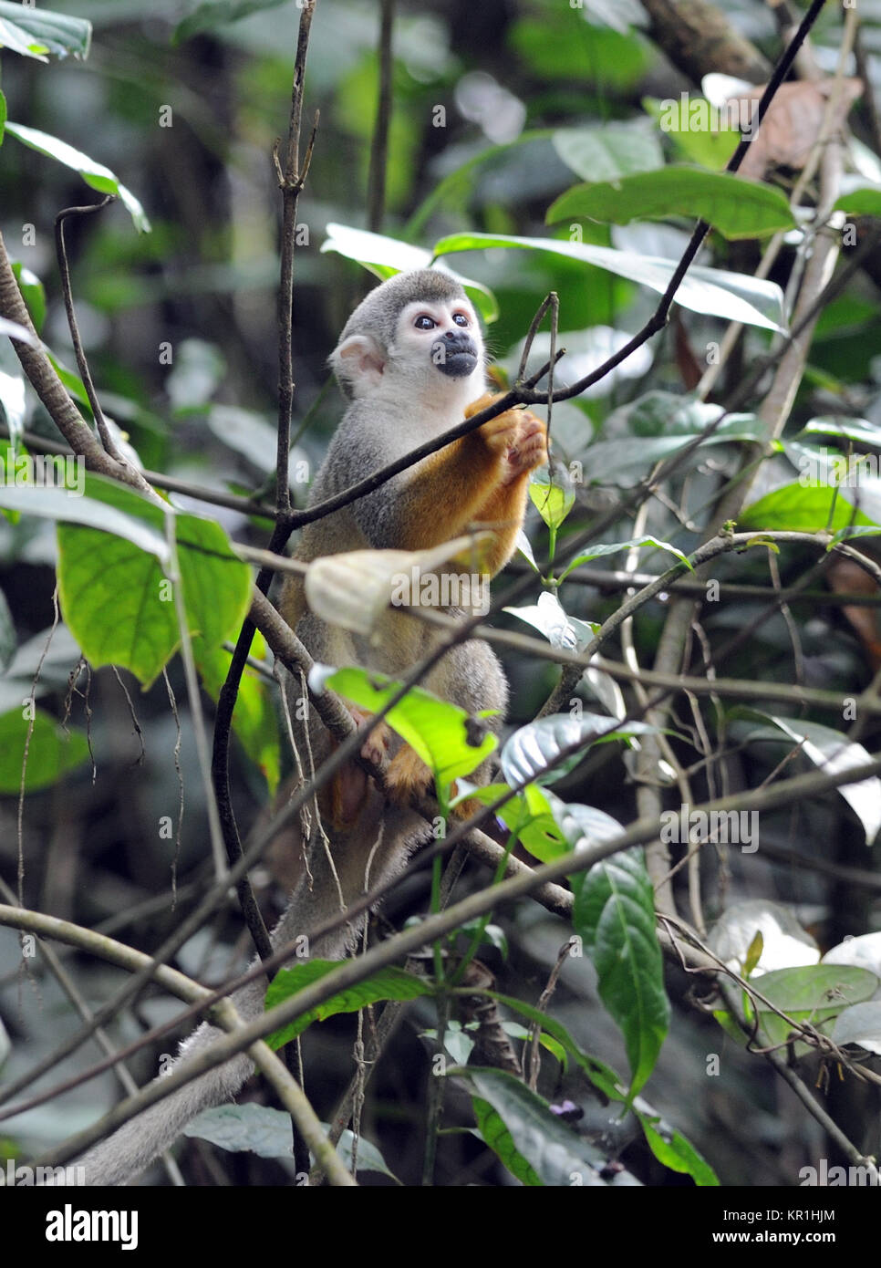 Un comune Scimmia di scoiattolo o sud americana di Scimmia di scoiattolo (Saimiri sciureus) Foraggi per il cibo nel treetops. Yasuni National Park, Amazon, Ecuador Foto Stock