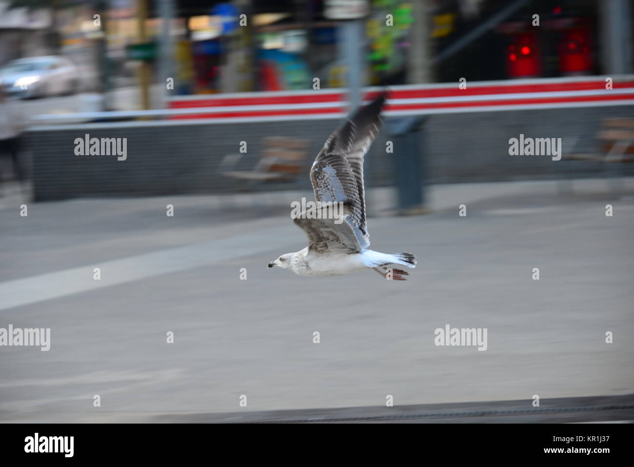 MÃ–WE,MÃ–WEN,FLÃŒGEL,SPAGNA,VOLI,MEDITERRANEO Foto Stock