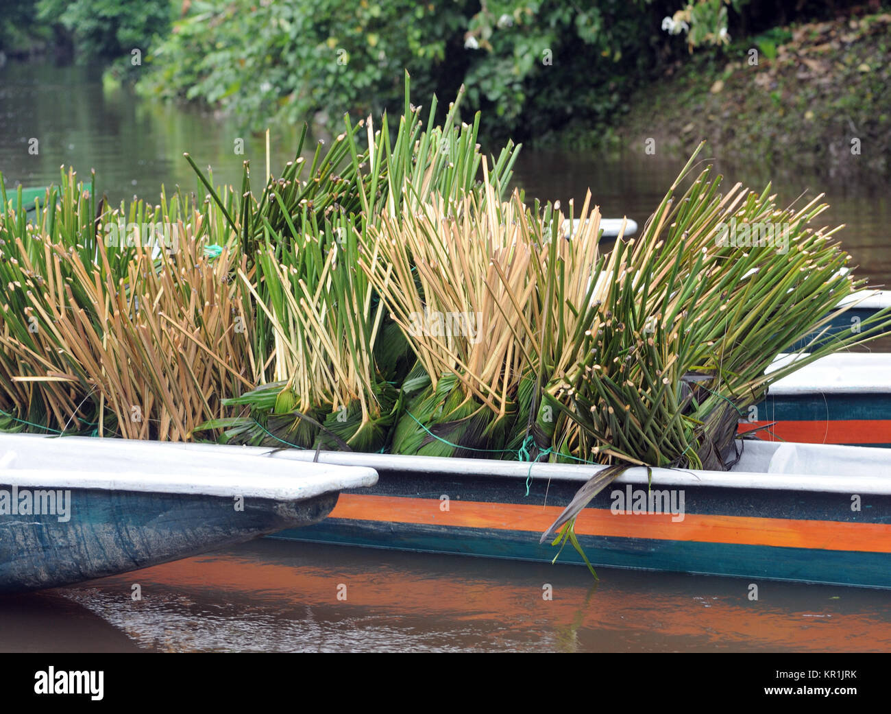 Rifilato piante di Carludovica palmata in una canoa pronta per il trasporto e il trapianto. Questi impianti sono utilizzati per la fabbricazione di cappelli di Panama. Yasu Foto Stock