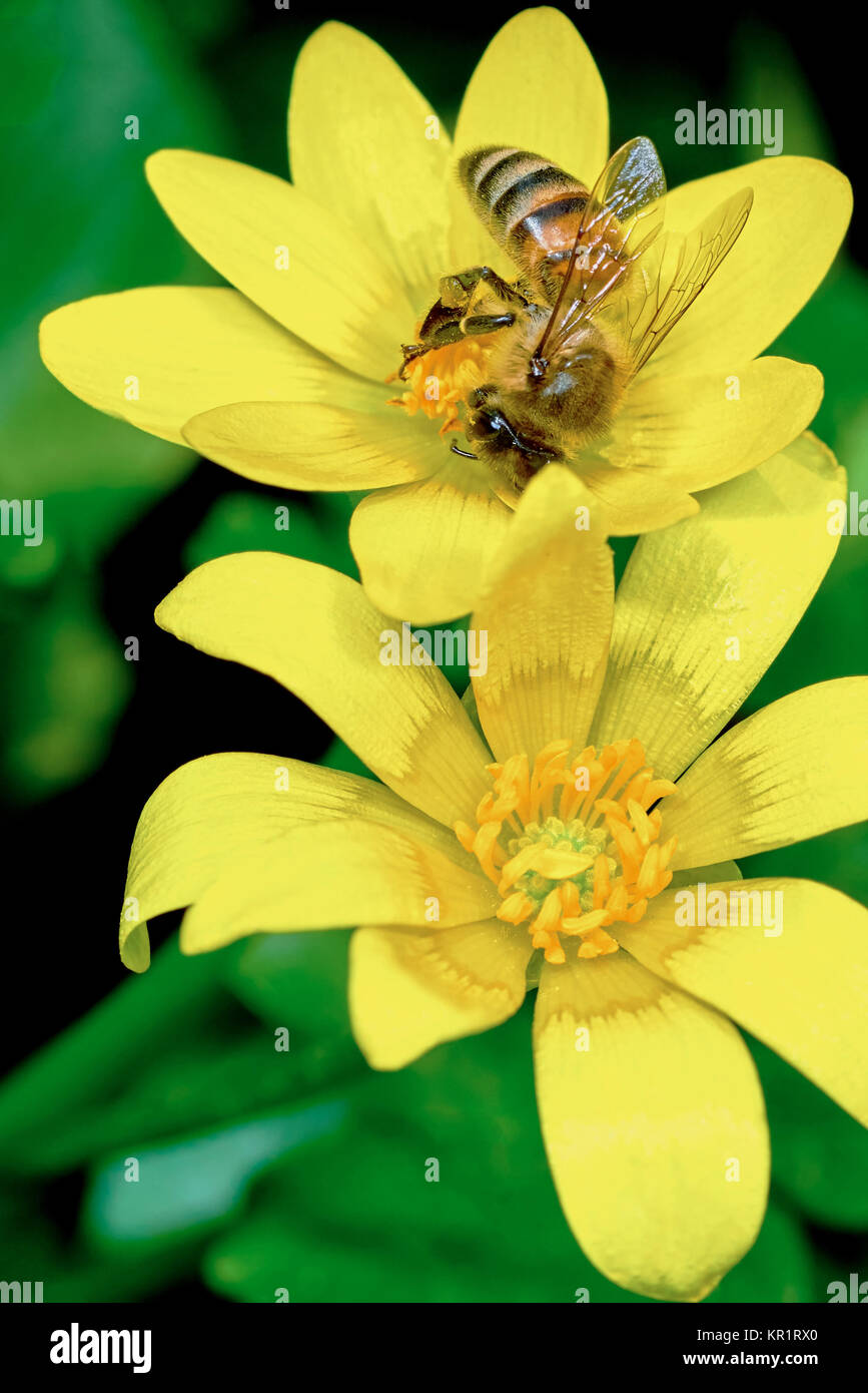 Ape su una palude calendula Foto Stock