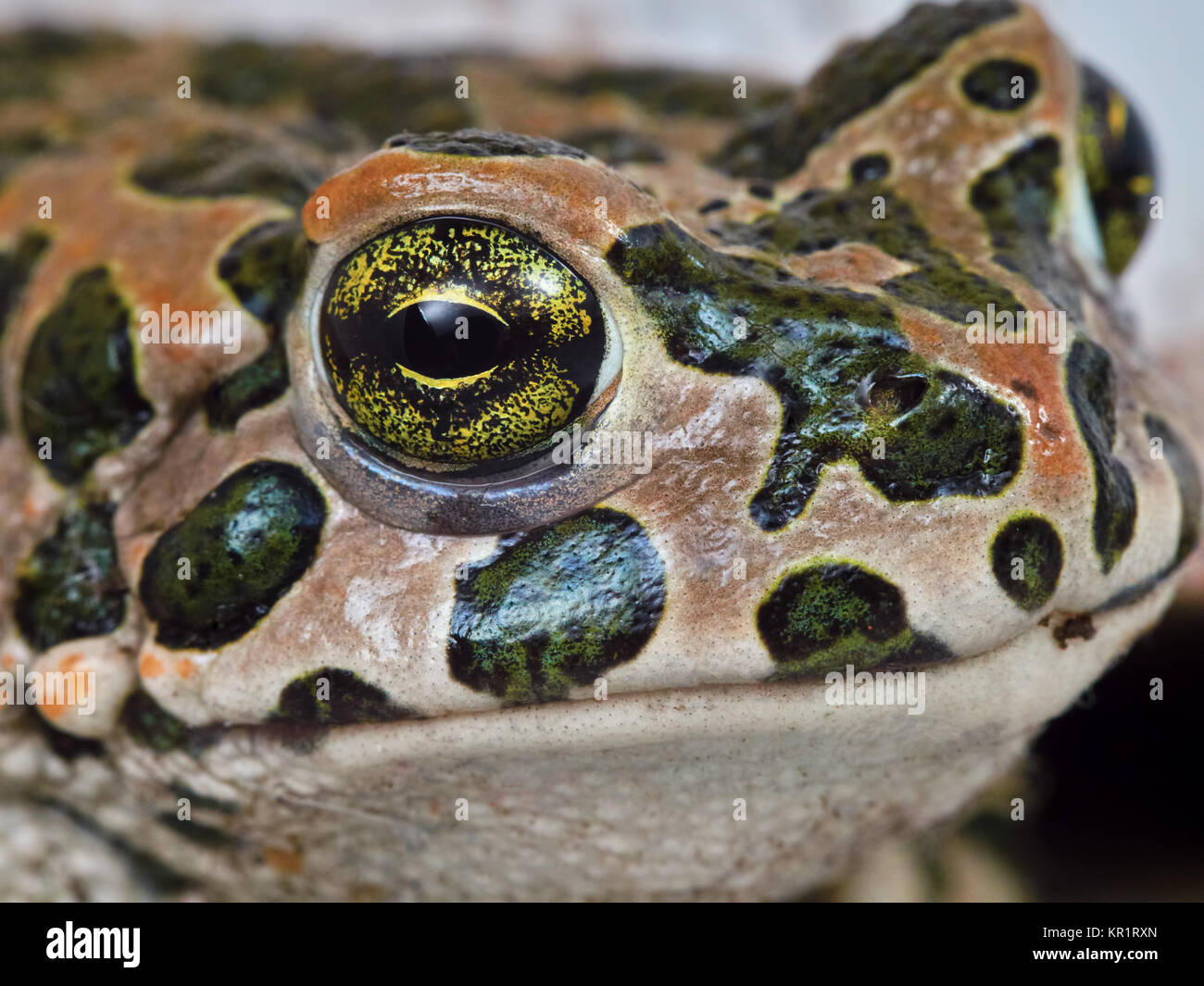 Museruola frog closeup Foto Stock