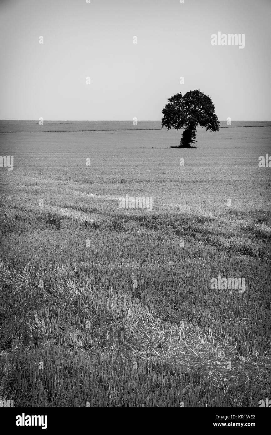Immagine in bianco e nero di un albero solitario sul raccolto di un campo di grano Foto Stock