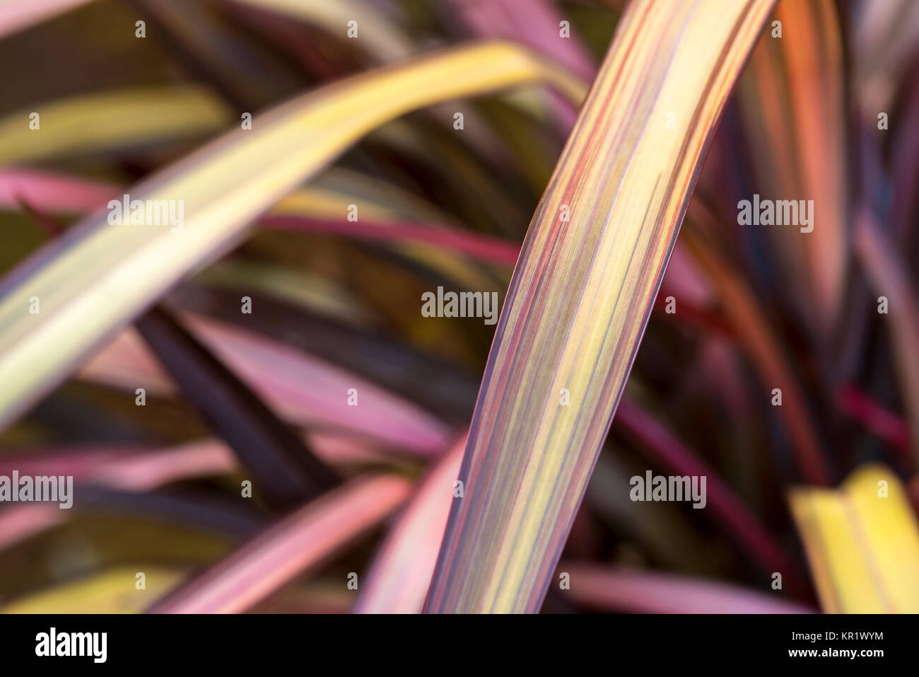 Phormium "bagliore di sera", Hemerocallidaceae, Nuova Zelanda lino, Foto Stock
