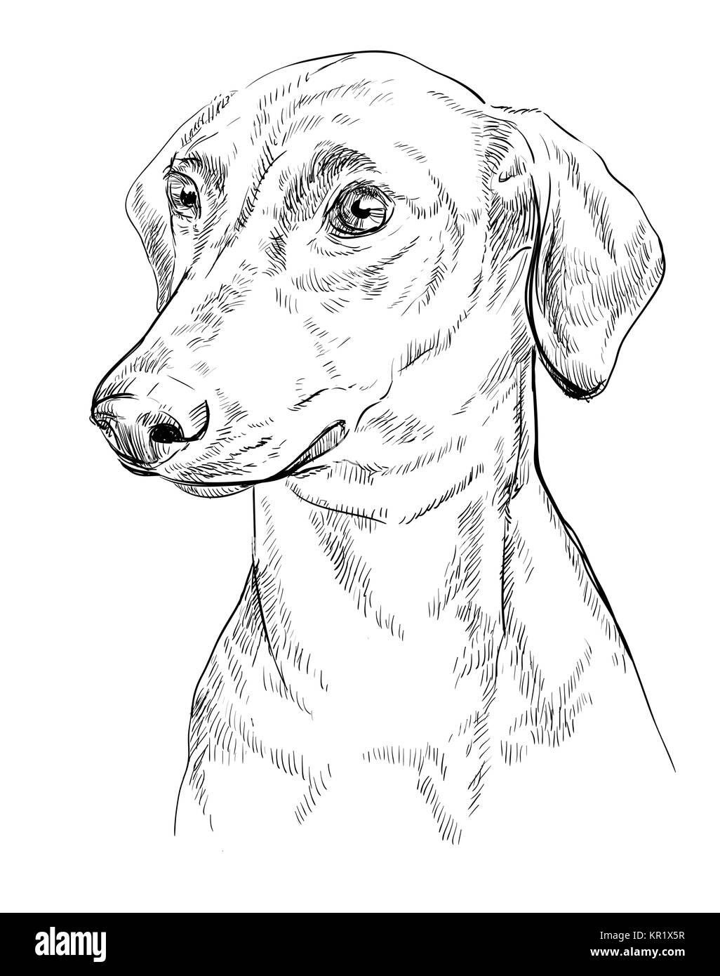 Pinscher Tedesco vettore di disegno a mano illustrazione in colore nero isolato su sfondo bianco Illustrazione Vettoriale