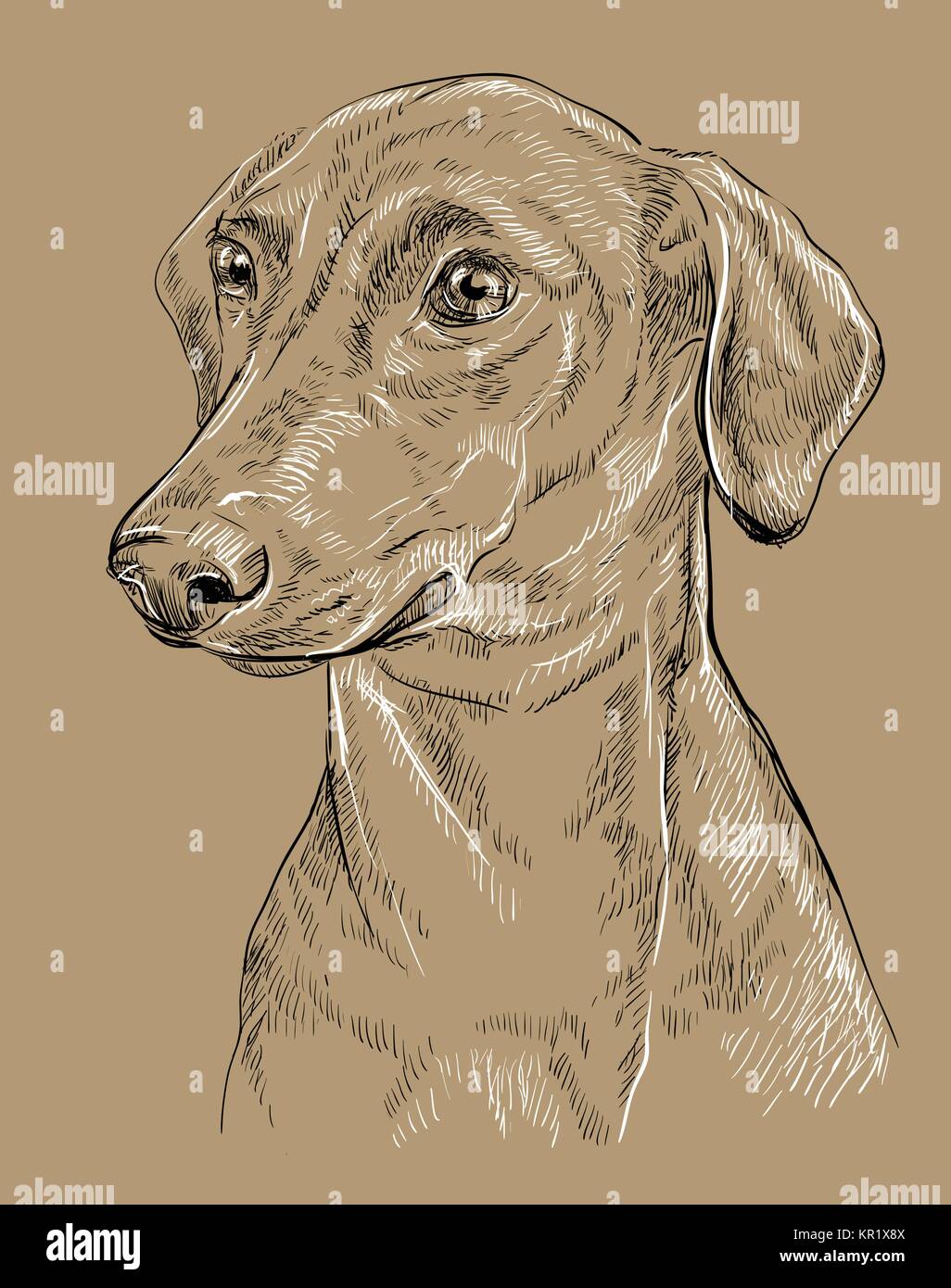 Pinscher Tedesco vettore di disegno a mano in bianco e nero illustrazione isolato su sfondo beige Illustrazione Vettoriale
