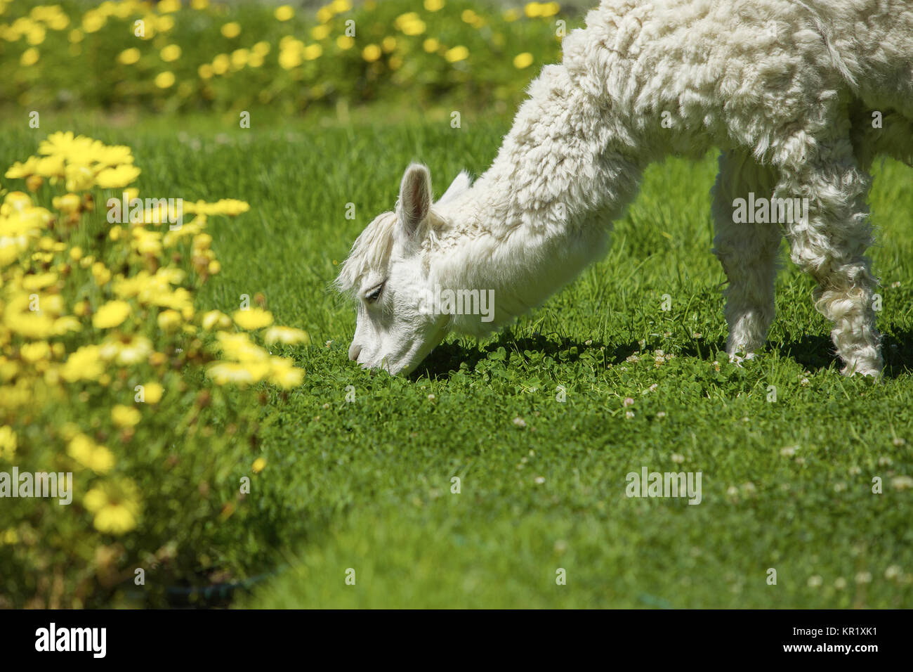 Baby lama alimentazione su erba circondato con fiori di colore giallo Foto Stock