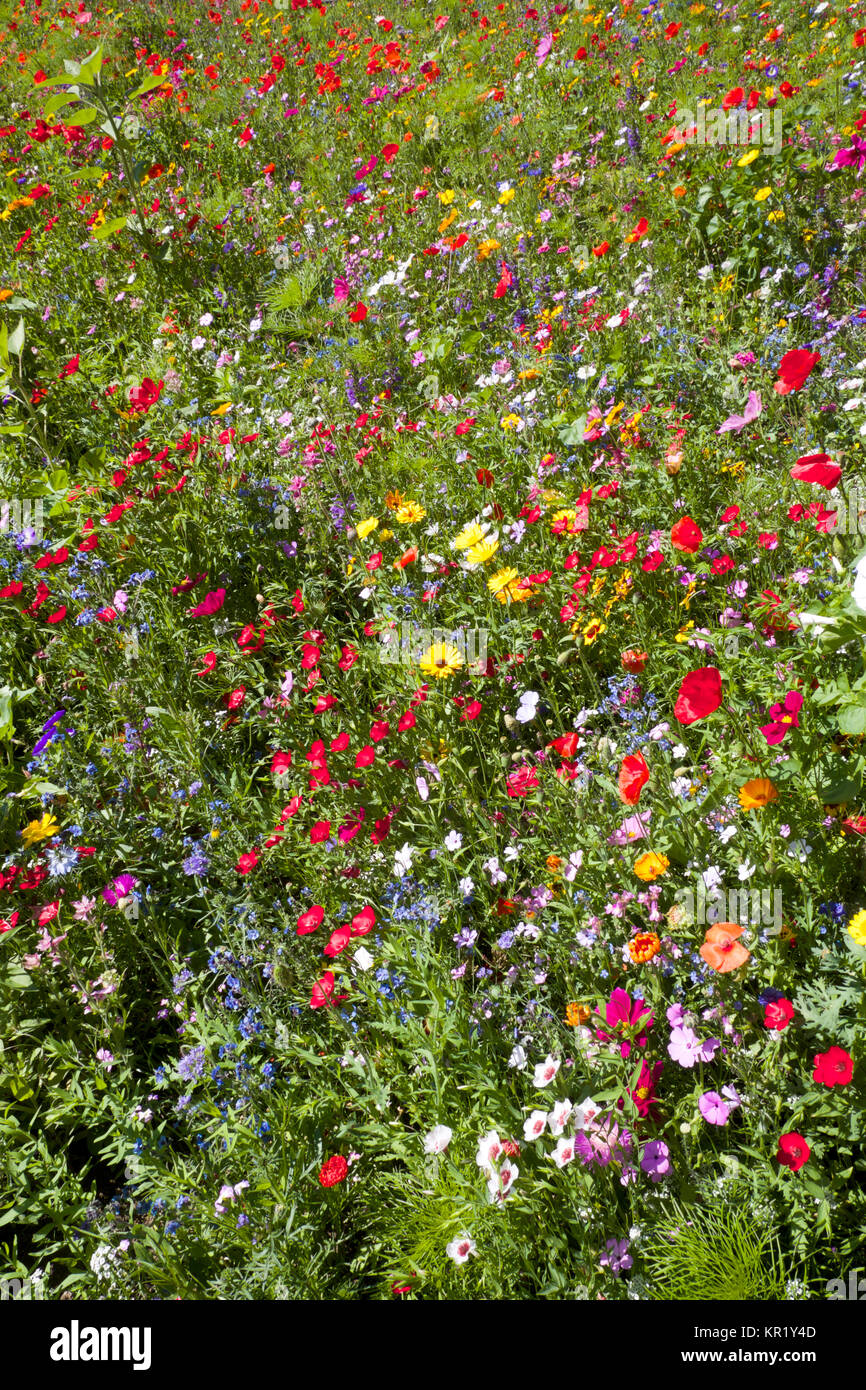 Campo estivo di fiori selvatici, Daisy, papavero, coloratissimi, giallo, verde, blu, rosso, colori Foto Stock