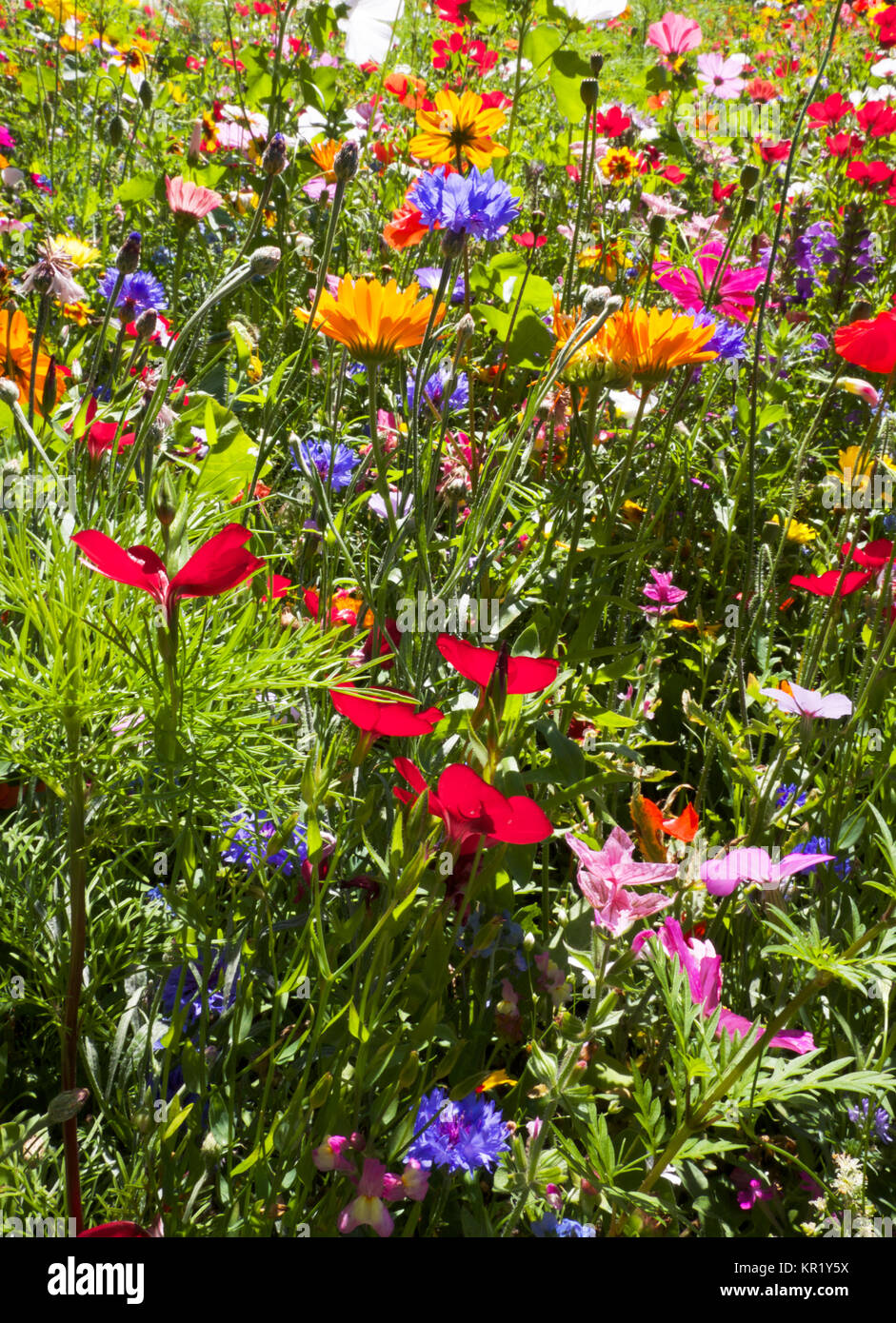 Campo estivo di fiori selvatici, Daisy, papavero, coloratissimi, giallo, verde, blu, rosso, colori Foto Stock