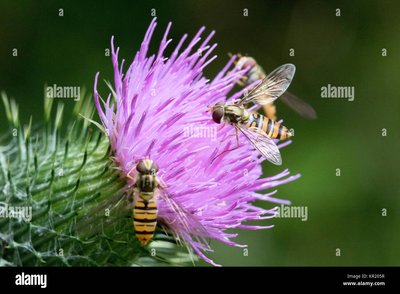 Fauna selvatica: Hover vola su una fioritura thistle. (Syrphus ribesii). Foto Stock