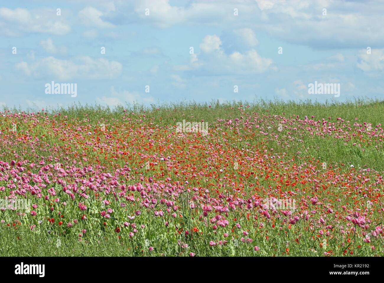 Papavero (Papaver somniferum) con papavero pettegolezzo in Germerode am MeiÃŸner Foto Stock