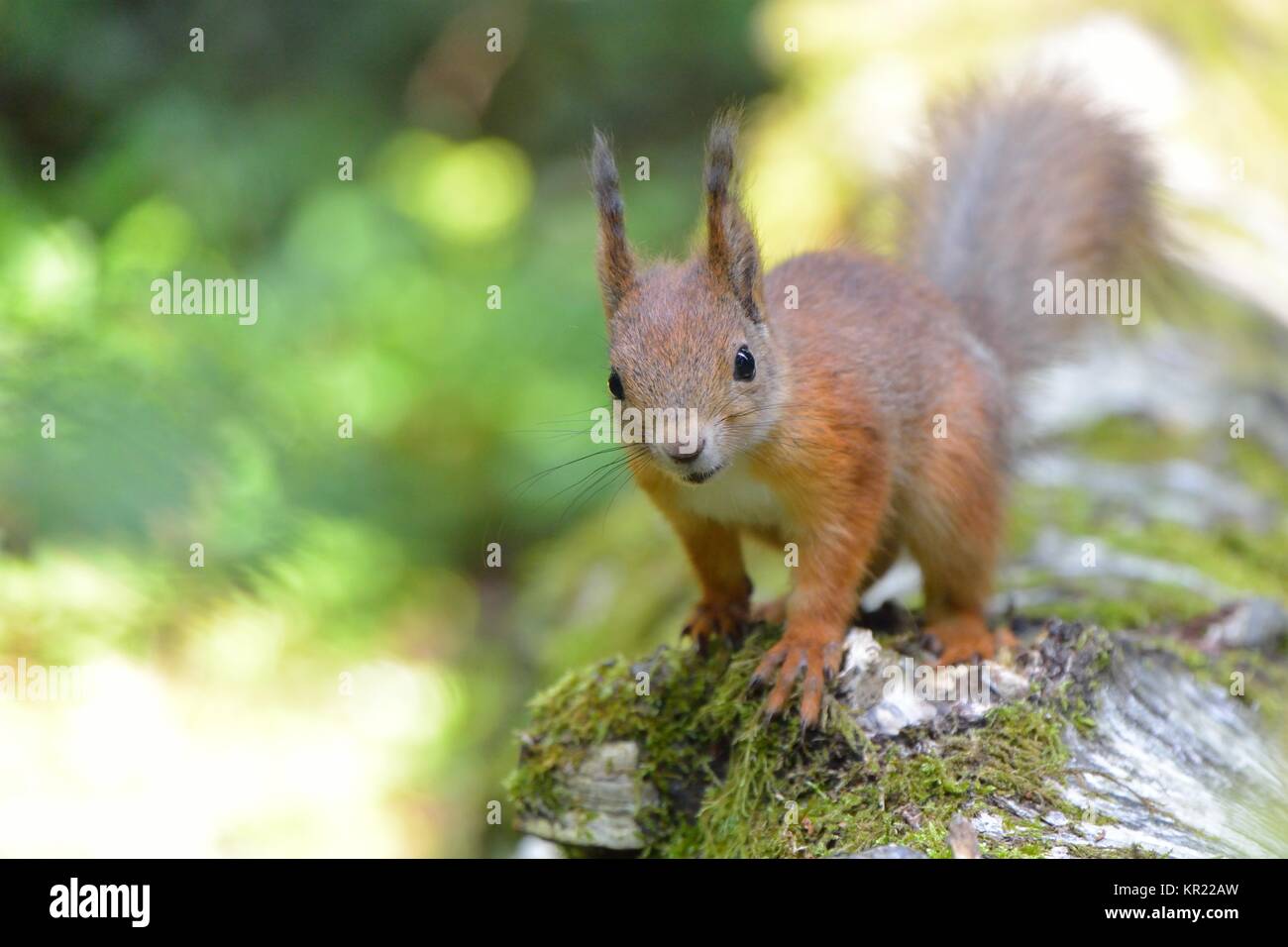 Lo scoiattolo close-up Foto Stock