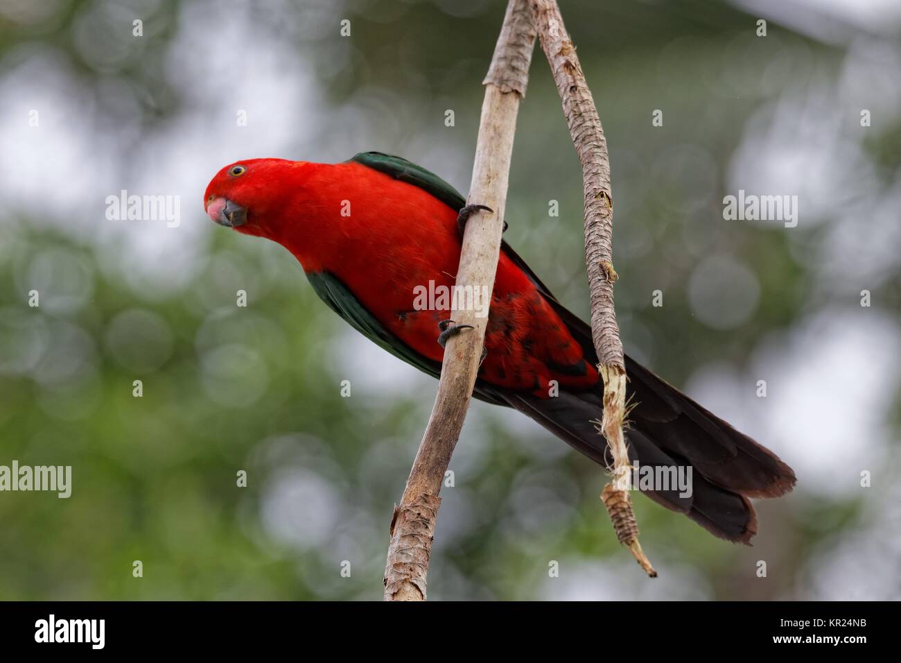 Re maschio pappagallo Foto Stock