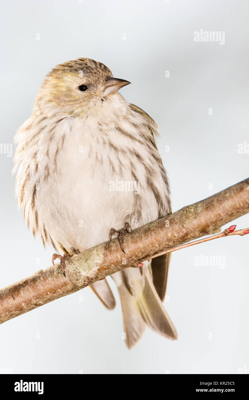 Eurasian lucherino seduto su un ramoscello Foto Stock