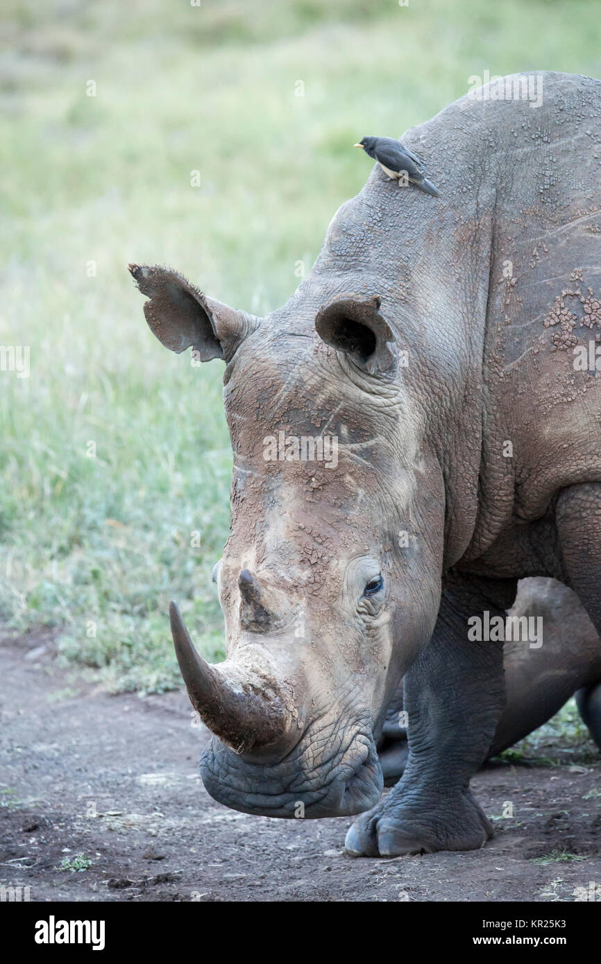 Un rinoceronte bianco close-up vista verticale, la testa e le spalle Lewa deserto,Lewa Conservancy, Kenya Foto Stock