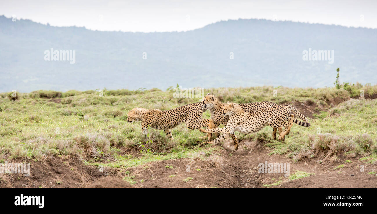 Tre cuccioli di ghepardo giocando in open di macchia, Lewa deserto,Lewa Conservancy, Kenya Africa Foto Stock