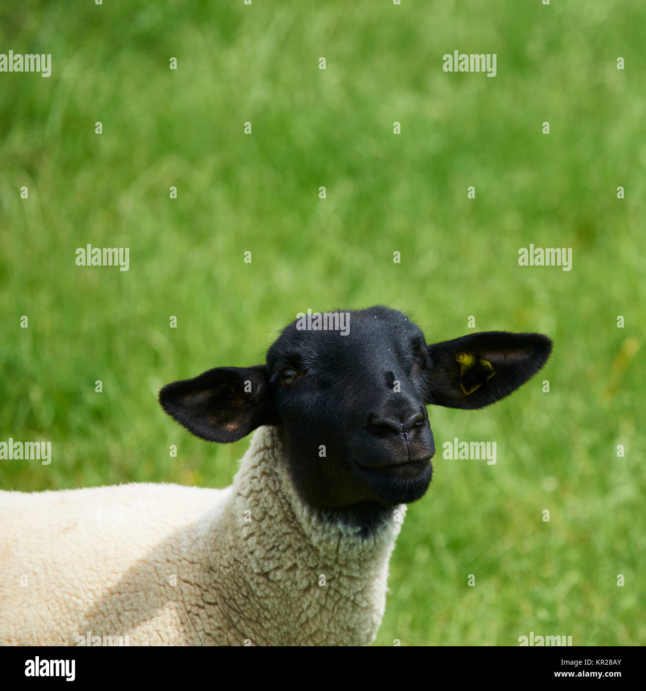 casa pecora Foto Stock