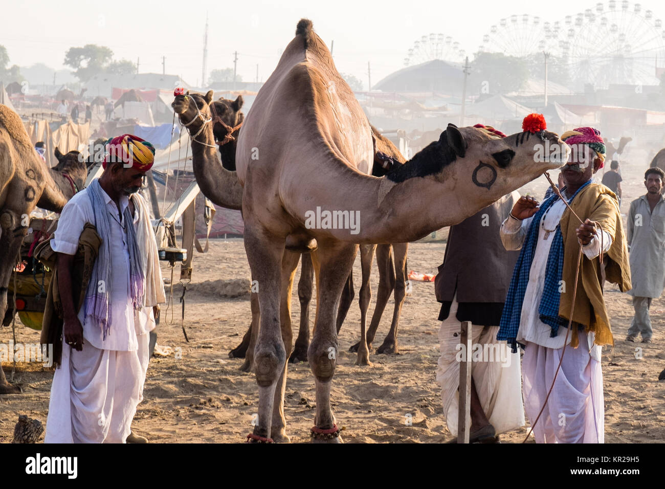 Pushkar Camel Fair, Rajasthan Foto Stock