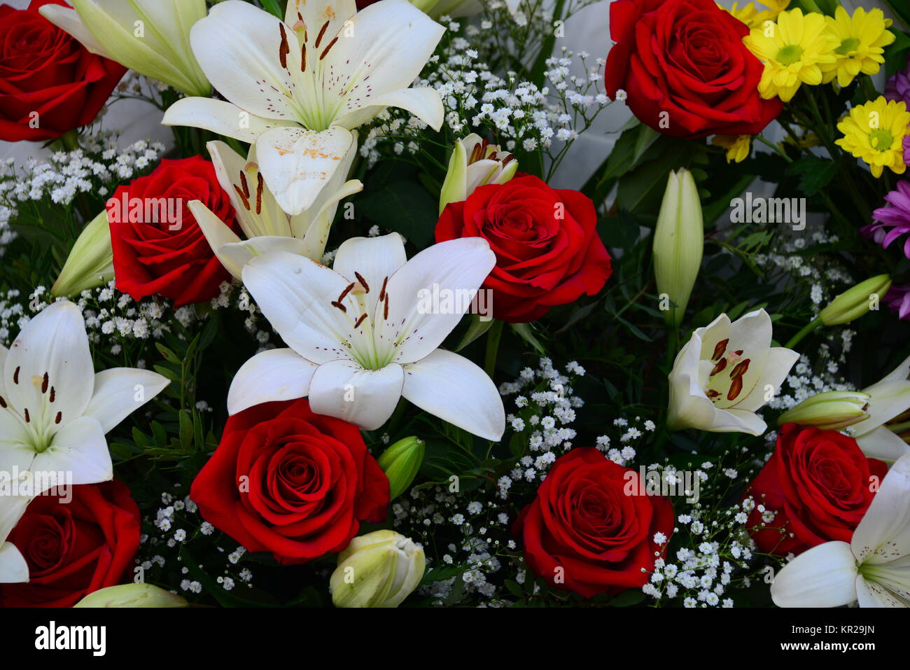 Tulipani,Tulipa,Famiglia Lily,Liliaceae,ibridi - piante ornamentali,Bouquet - Spagna Foto Stock