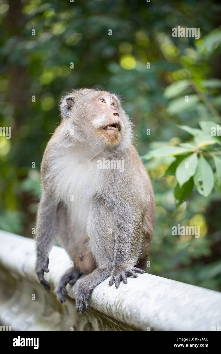 Il macaco rhesus, scimmia, dal maine road sulla Thailands Isola Koh Chang, camminando sulla strada e sui cavi, linee. Foto Stock