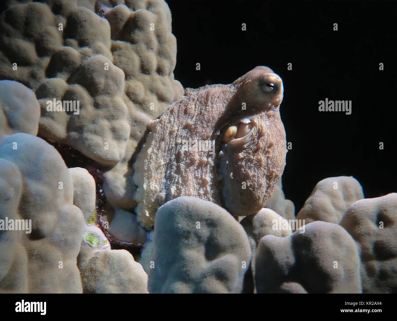 Red octopus Octopus cyaneus, notte, Saint John?'s Reef, Mar Rosso, Egitto / EGITTO, Roter Krake (Octopus cyaneus), Nacht, San Giovanni Riff, Rotes Meer, Foto Stock