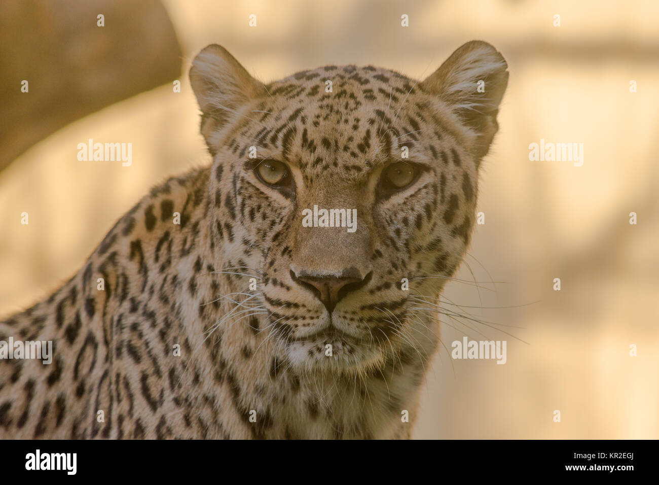 Close-up del viso e cercare di Leopard Foto Stock