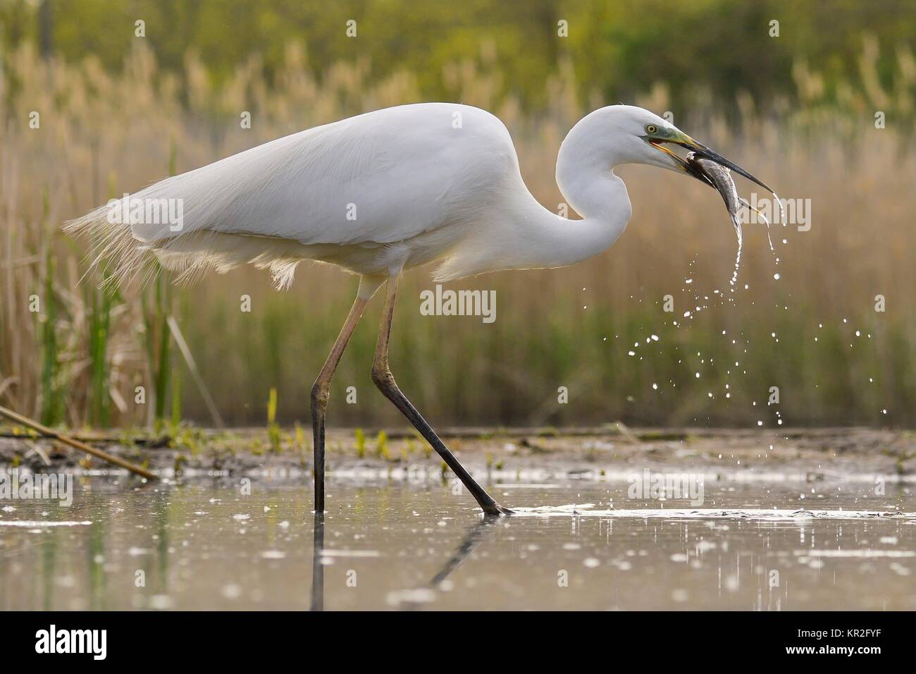 Airone bianco maggiore (Ardea alba), sorge nell'acqua con la preda pesce nel becco, Parco Nazionale di Kiskunsag, Ungheria Foto Stock