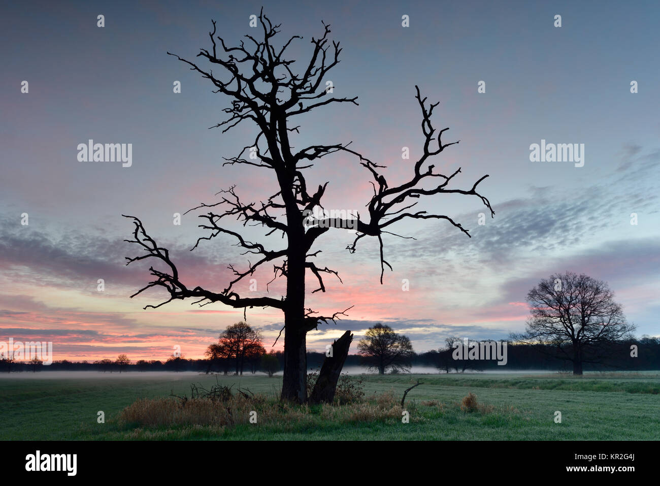 Il vecchio albero morto all'alba, alba nella riserva della biosfera dell'Elba centrale, Sassonia-Anhalt, Germania Foto Stock