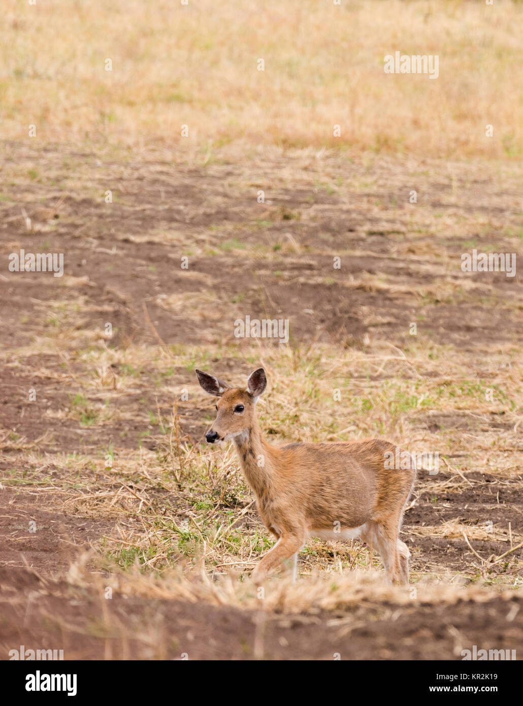 Culbianco femmina deeron terreni agricoli nello stato di Washington Foto Stock