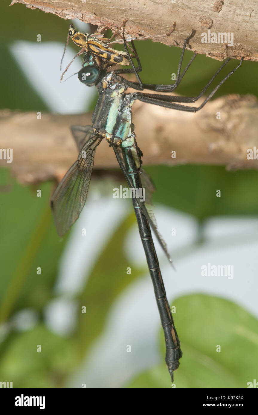 Philoganga robusta, a grandi predatori damselfly, mangiando un lungo-horn beetle Simian Shan, Chongqing, la Cina. Foto Stock