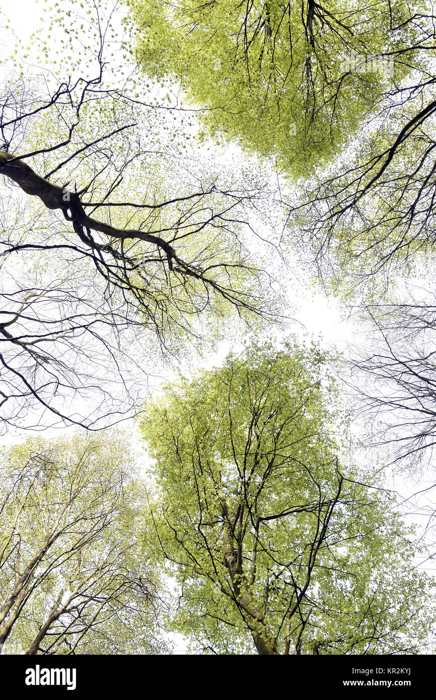 Il faggio albero canopy astratta, Hampshire, Inghilterra Foto Stock