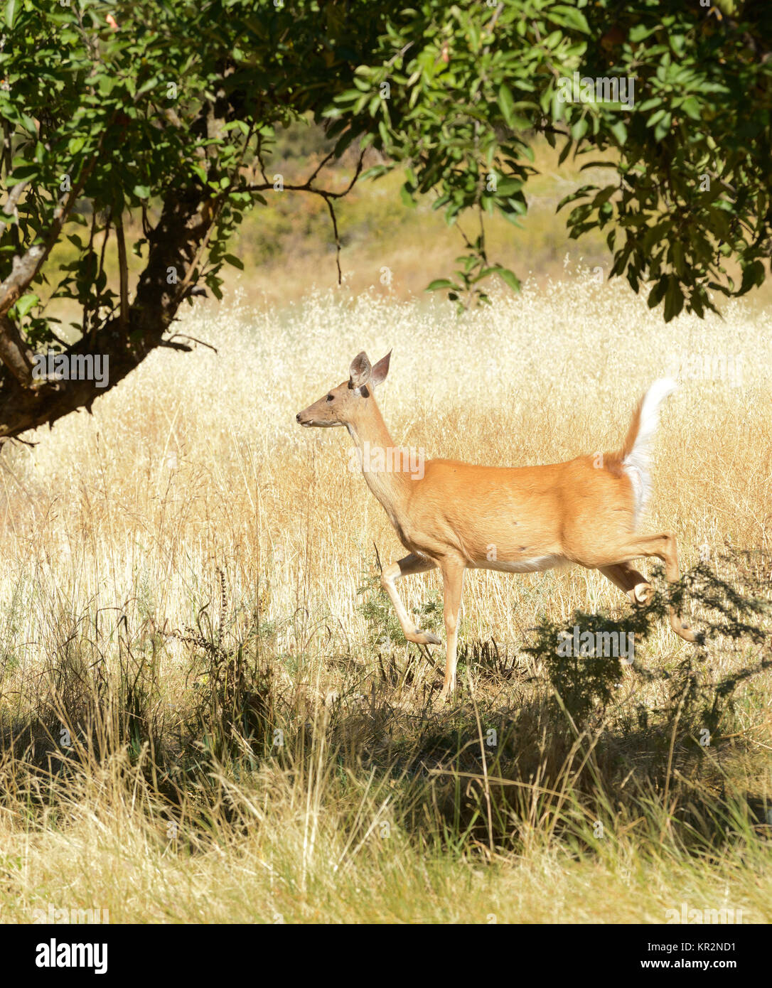 Urbanizzata White-tailed deer (Odocoileus viginianus) Foto Stock