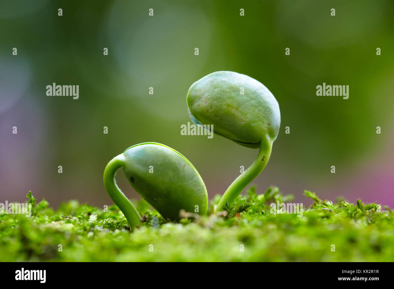 Close up sping fresco bud crescente con ansa sfondo verde Foto Stock