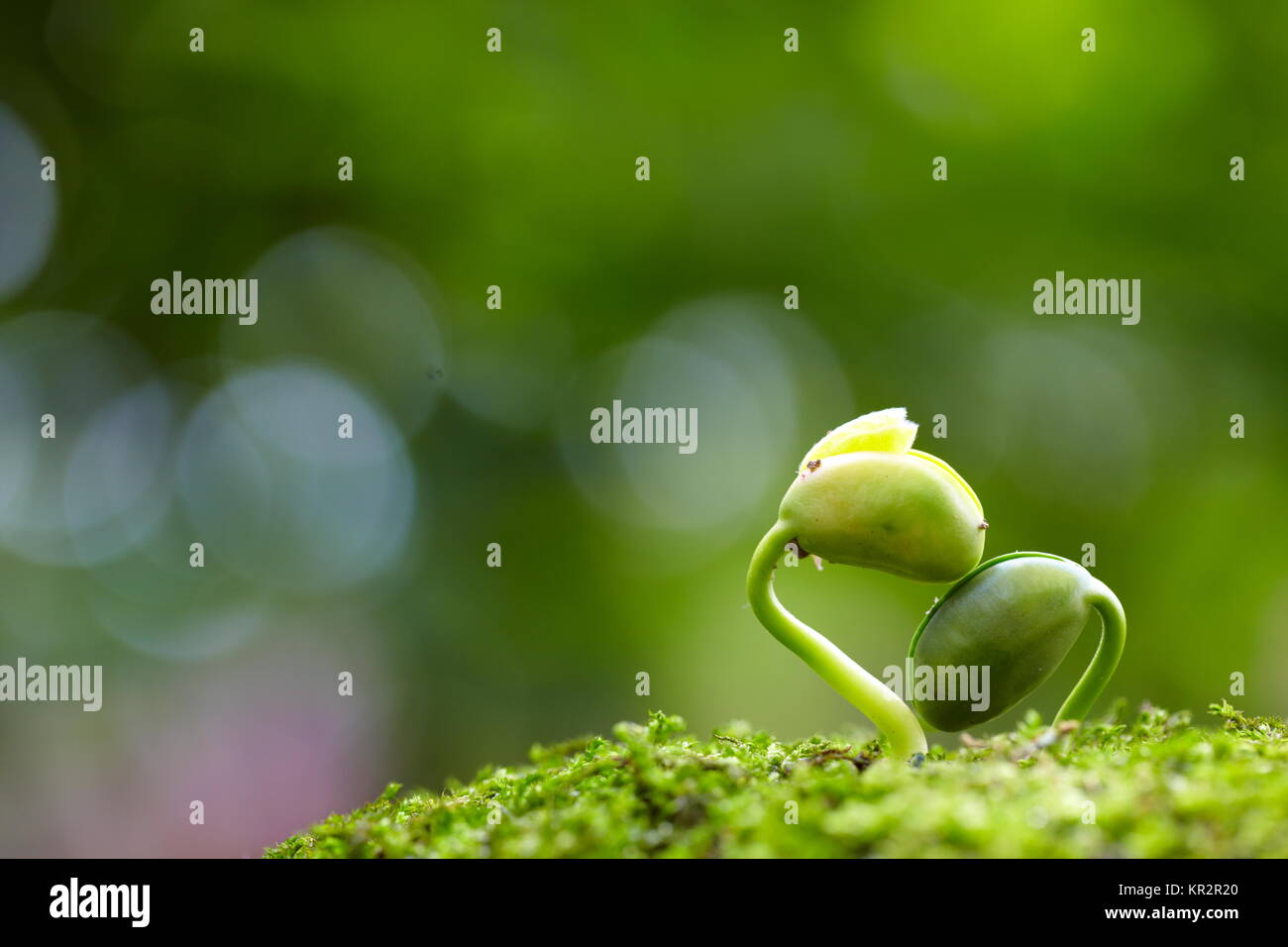 Close up sping fresco bud crescente con ansa sfondo verde Foto Stock