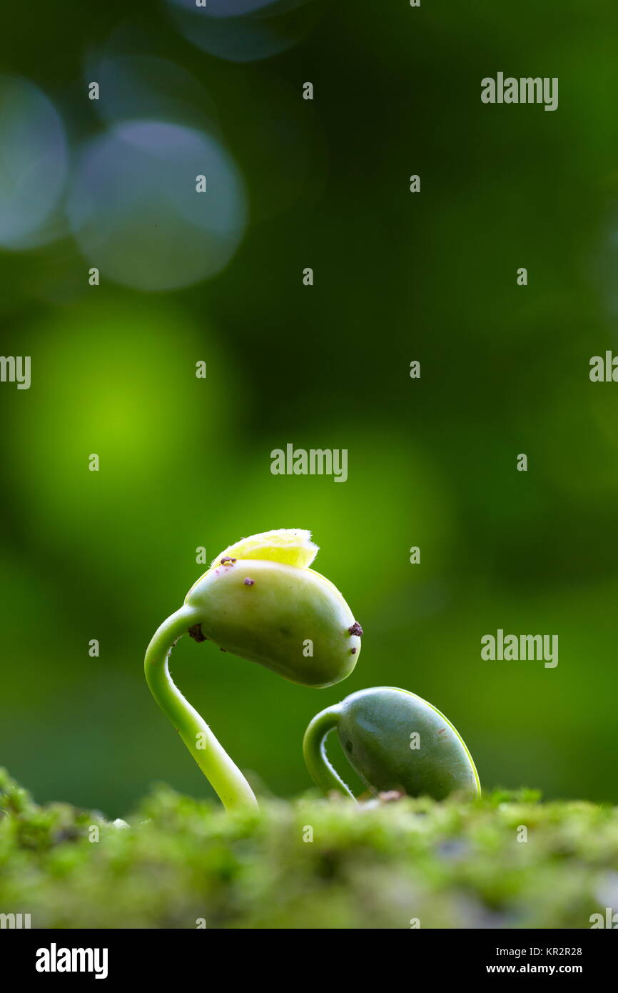 Close up sping fresco bud crescente con ansa sfondo verde Foto Stock