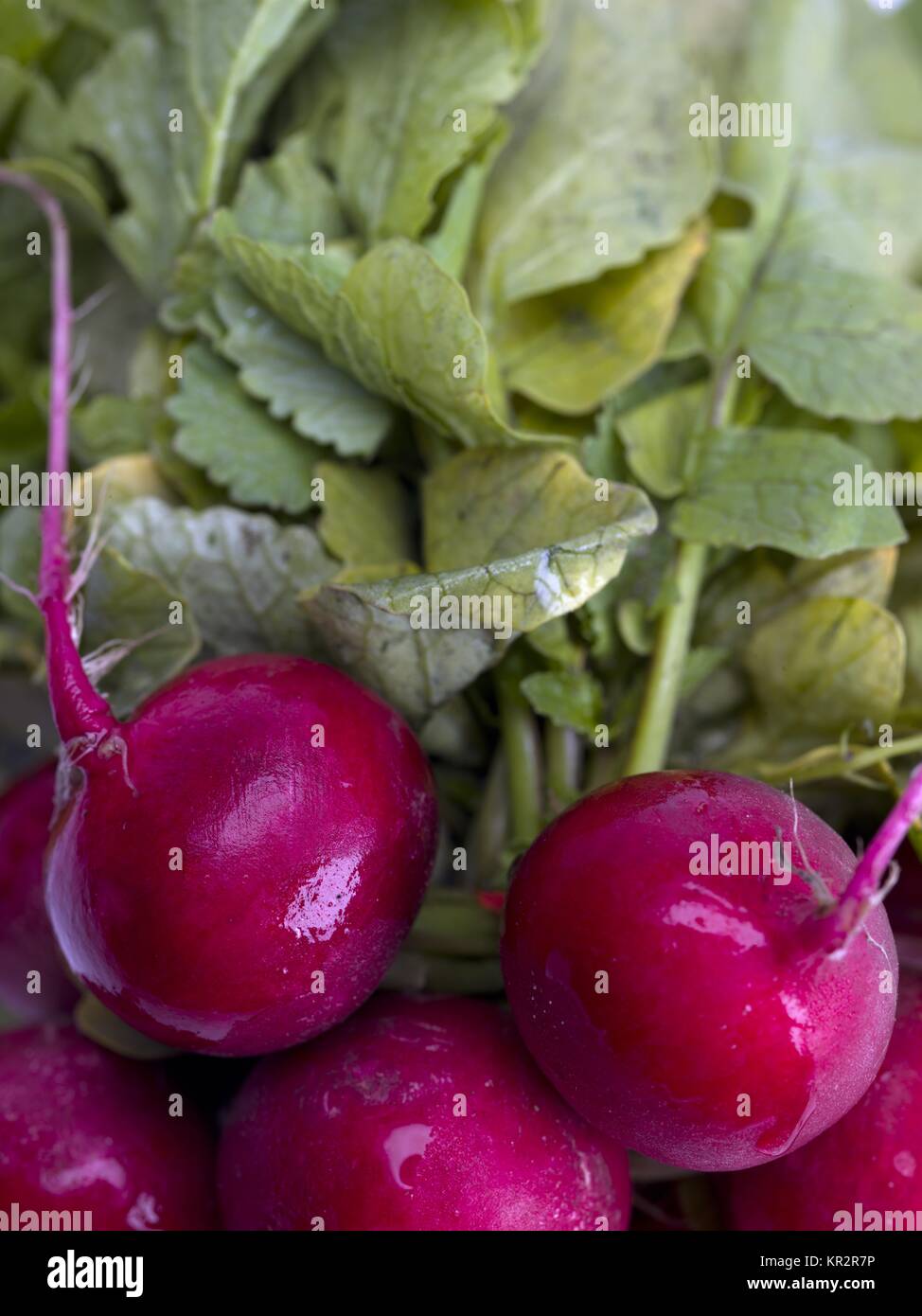Il ravanello con foglie Foto Stock